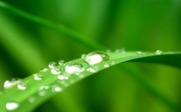 Chuyện bảy cái lọ vàng
